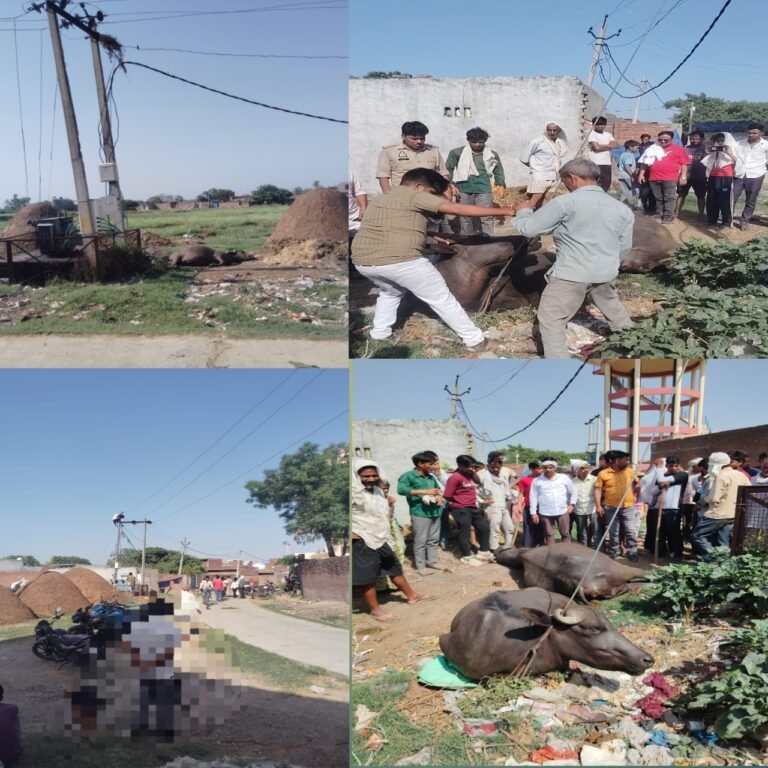 विद्युत विभाग की लापरवाही से ट्रांसफार्मर की चपेट में आने से दो भैंसों की मौत