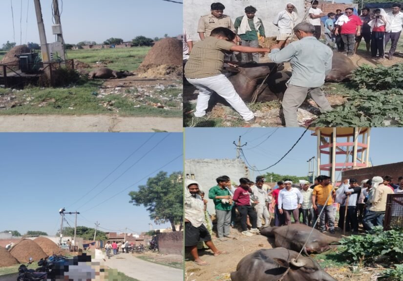 विद्युत विभाग की लापरवाही से ट्रांसफार्मर की चपेट में आने से दो भैंसों की मौत